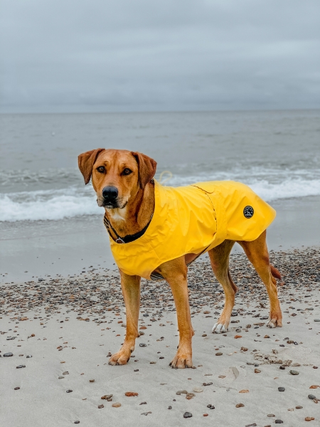 Hunde Regenmantel Milford gelb - Mit Reißverschluss für Geschirr